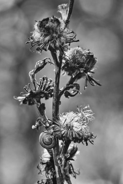 Çiçeğe tırmanan bir salyangozun dikey gri tonlu görüntüsü.