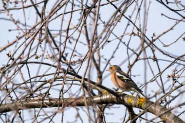 Bir ağaca tünemiş sıradan bir papatya ağacının yakın plan çekimi.