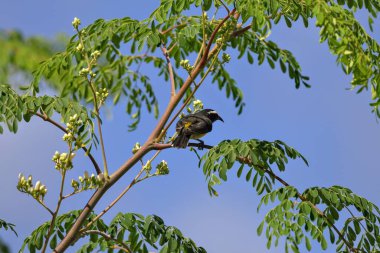Bal çekirgesi ağacının dalında oturan küçük bir sığırcık.