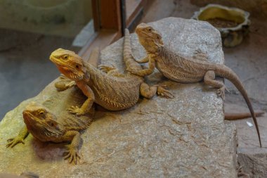 Merkez Sakallı Ejderha Kertenkele grubunun yakınındaki akvaryum Zooloji Parkı Saint Martin la Plaine, Fransa