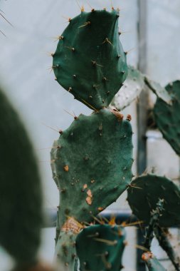 Opuntia ficus indica 'nın dikey yakın çekimi. Romanya 'nın Iasi kentinin Botanik Bahçesi.