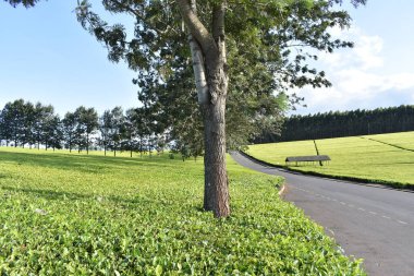 Yanlarından bir yol geçen çay çiftliklerinin güneşli manzarası.