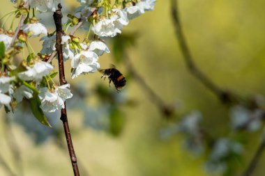 Tatlı kiraz çiçekleriyle uçan bir yaban arısının yakın plan fotoğrafı.