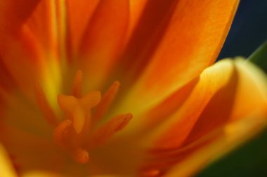 Turuncu çiçeğin yakın plan fotoğrafı.