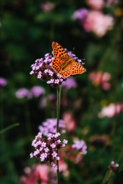 A vertical closeup of Issoria lathonia butterfly on the flower.  Queen of Spain fritillary. clipart