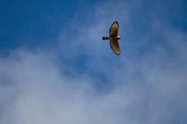 Bulutlu bir arka planda uçan bir kuş