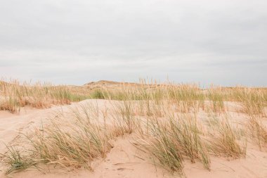 Kumda kuru çimenler, öğlen, Vecekrug Dune, Litvanya
