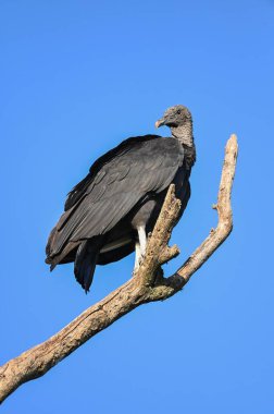 Mavi gökyüzüne karşı bir ağaç dalına tünemiş siyah bir akbabanın dikey yakın çekimi.