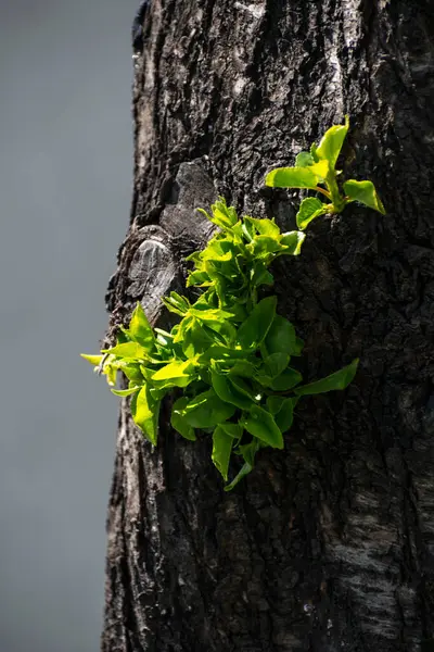 Eine Vertikale Aufnahme Eines Baumstammes Mit Kleinen Grünen Blättern Die — Stockfoto