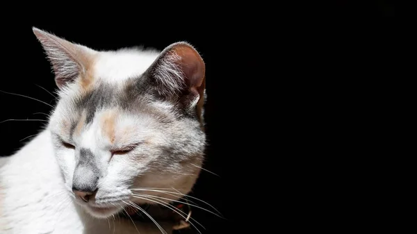 Eine Nahaufnahme Einer Katze Die Ihre Augen Sonnenlicht Auf Schwarzem — Stockfoto