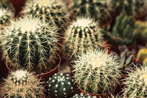 Egy Közeli Felvétel Néhány Kaktuszról Fazékban — Stock Fotó