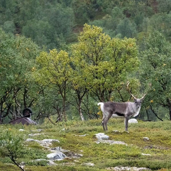 Uma Bela Foto Uma Rena Parque Nacional Stabbursdalen Finnmark Noruega — Fotografia de Stock