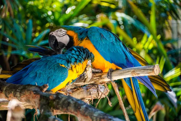 Ένα Κοντινό Πλάνο Δύο Όμορφων Μπλε Και Κίτρινων Παπαγάλων Στο — Φωτογραφία Αρχείου