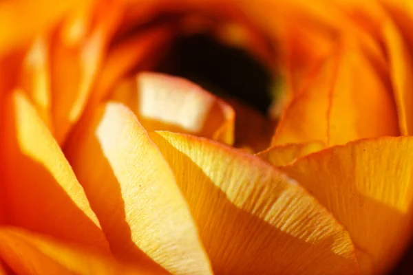 Gros Plan Pétales Fleur Pivoine Orange — Photo