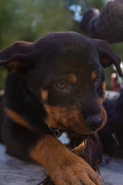 Egy Rottweiler Kiskutya Játszik Szabadban — Stock Fotó