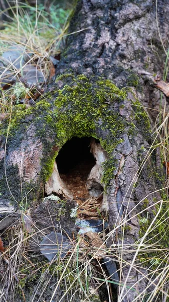 Gros Plan Arbre Avec Trou Dans Une Forêt Par Une — Photo