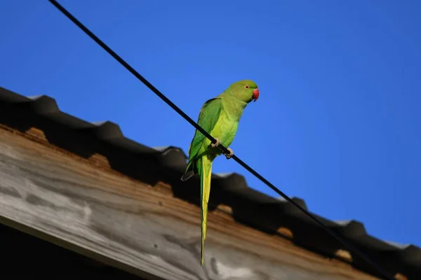 Selective Focus Shot Indian Ringed Parrot Perched Wire — Stock Photo, Image