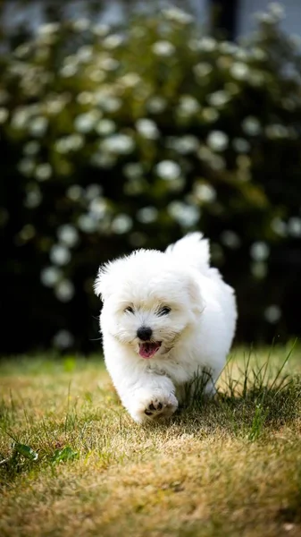 かわいいランニング犬の垂直ショット — ストック写真