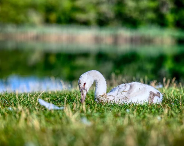 Красивый Детеныш Лебедя Отдыхающий Мясорубке Местечке Фаан Дер Заале Саксония — стоковое фото