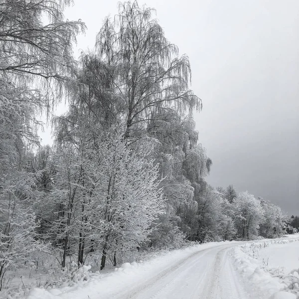 Wspaniały Widok Pokrytą Śniegiem Drogę Wsi Białymi Drzewami Obok Niego — Zdjęcie stockowe
