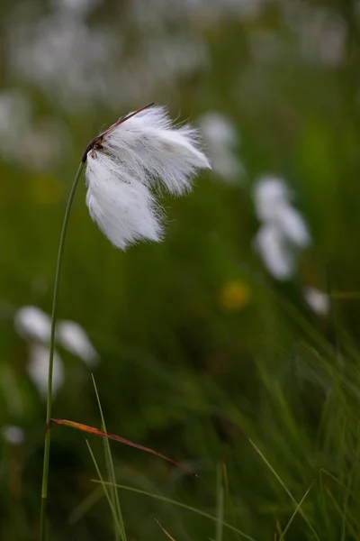 Selective Focus Eriophorum Angustifolium Common Cottongrass Green Blurred Background — Stock Photo, Image