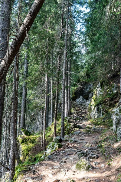 Vistas Caminhando Pela Floresta — Fotografia de Stock