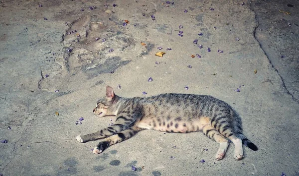 Adorable Tabby Cat Napping Ground — Stock Photo, Image