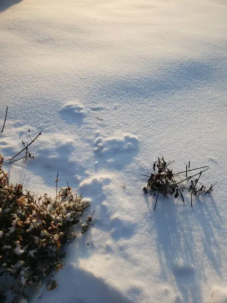 Ein Vertikaler Schuss Trockener Pflanzen Schnee — Stockfoto