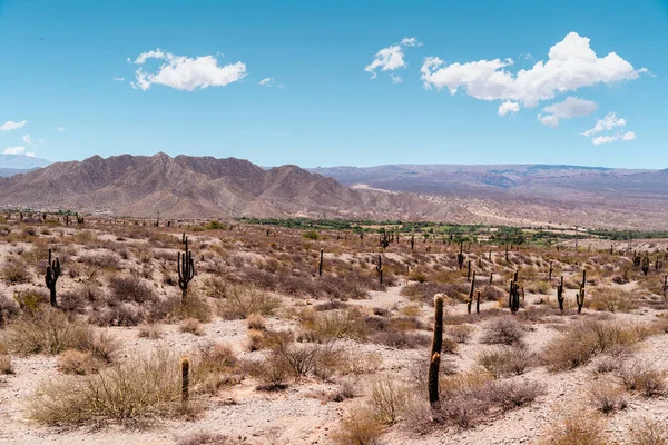 Дивовижний Вид Національний Парк Сагуаро Окрузі Піма Південно Східна Аризона — стокове фото