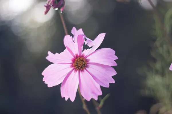 Primer Plano Una Flor Rosa Cosmos Con Fondo Borroso Aire —  Fotos de Stock