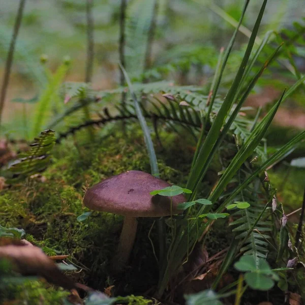 Champignon Sauvage Dans Forêt — Photo