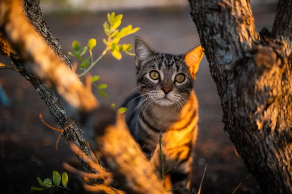 Dışarıda Çizgili Şirin Bir Kedi Yavrusu — Stok fotoğraf