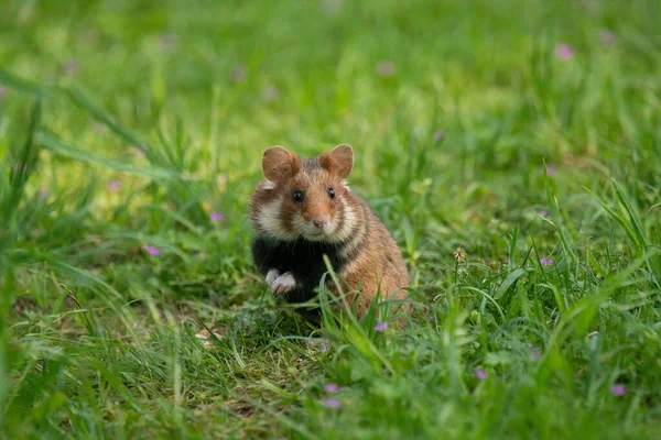 Gros Plan Hamster Européen Sur Herbe Cricetus Cricetus — Photo