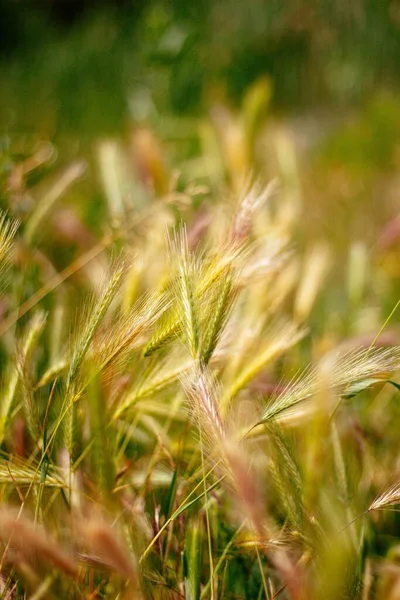 Tiro Foco Seletivo Espigas Trigo Campo — Fotografia de Stock