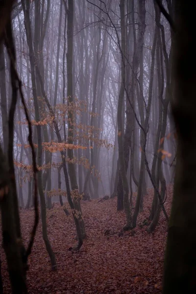 Eine Vertikale Aufnahme Des Nebligen Herbstwaldes — Stockfoto