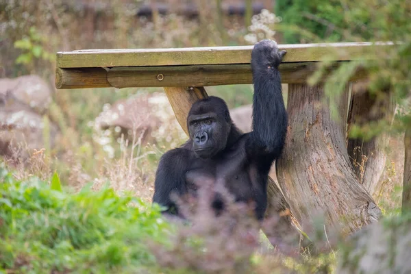 Tiro Perto Gorila Sentado Floresta Colocando Mão Banco Madeira — Fotografia de Stock