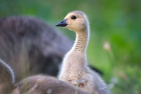 Close Shot Canadian Gosling Blurry Background — Stock Photo, Image