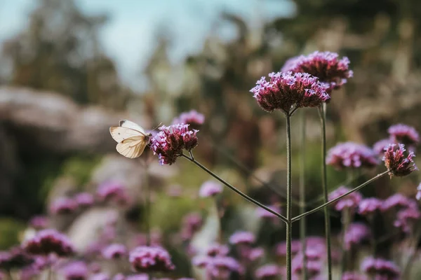 Gros Plan Pieris Rapae Papillon Sur Fleur Reine Espagne Fritillaire — Photo