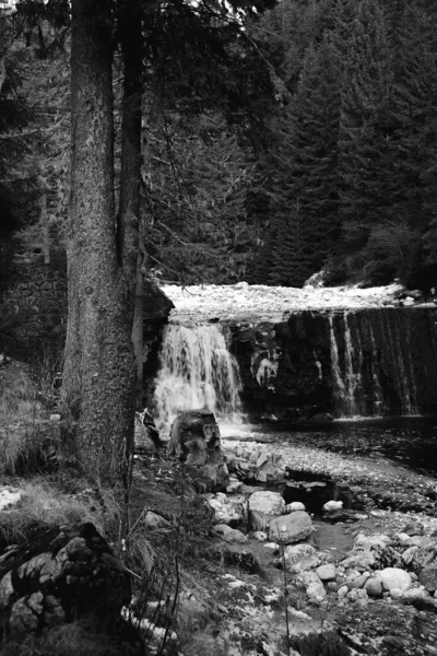 Échelle Gris Une Cascade Dans Une Forêt Dense Sapins — Photo