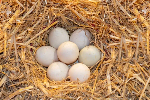 藁の巣に5匹のアヒルの卵 — ストック写真