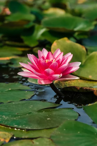 Gros Plan Vertical Nénuphar Jardin Botanique Iasi Roumanie — Photo