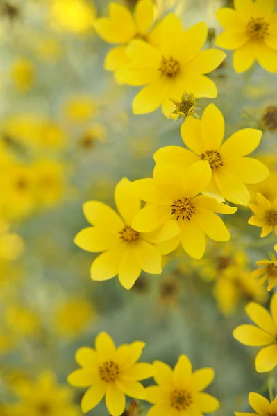 Foco Poco Profundo Flores Silvestres Amarillas Tickseed Coreopsis Creciendo Pradera —  Fotos de Stock