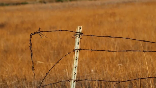 Primer Plano Alambres Púas Una Valla Metálica Campo Dorado —  Fotos de Stock