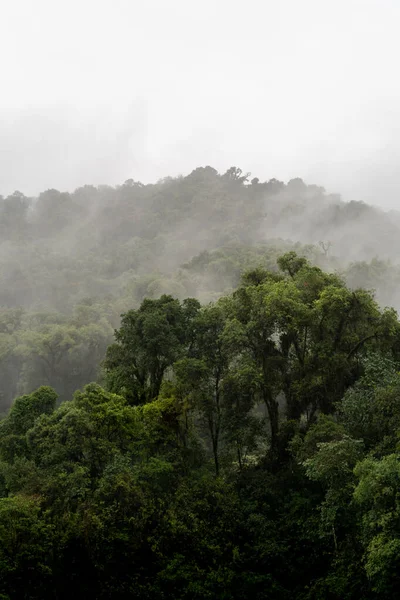 Close Uma Floresta Nebulosa Com Árvores Verdes Primeiro Plano — Fotografia de Stock