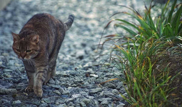 Primer Plano Gato Canoso Con Jengibre Caminando Sobre Suelo Rocoso — Foto de Stock