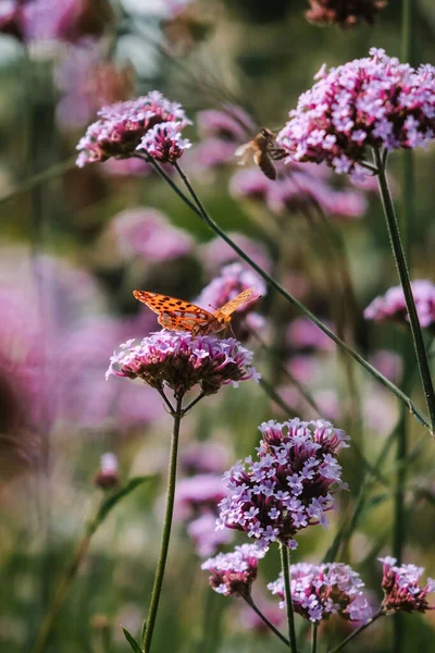 Eine Vertikale Nahaufnahme Des Issoria Lathonia Schmetterlings Auf Der Blume — Stockfoto