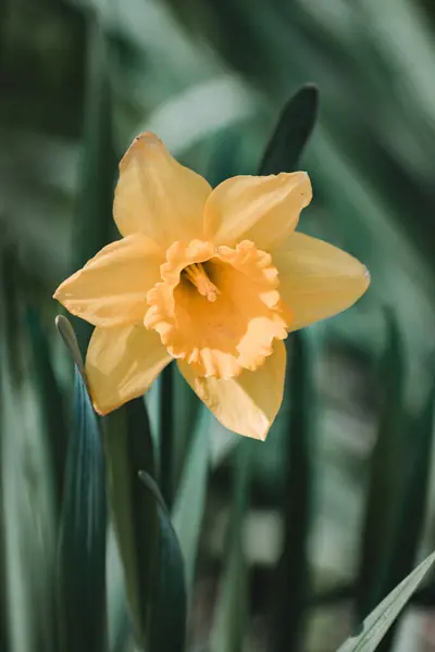 Vertikal Bild Narcisser Som Blommar Skogen Lasi Rumänien — Stockfoto