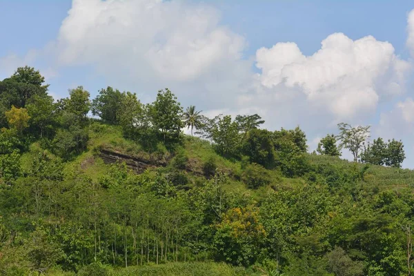 Une Belle Vue Sur Les Arbres Verts Les Buissons Poussant — Photo