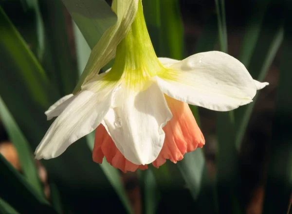 Een Close Shot Van Een Narcis Die Ondersteboven Groeit — Stockfoto