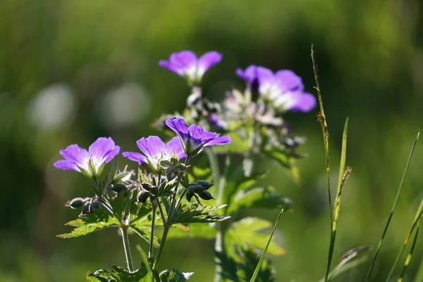 Primo Piano Dei Fiori Campo Viola — Foto Stock